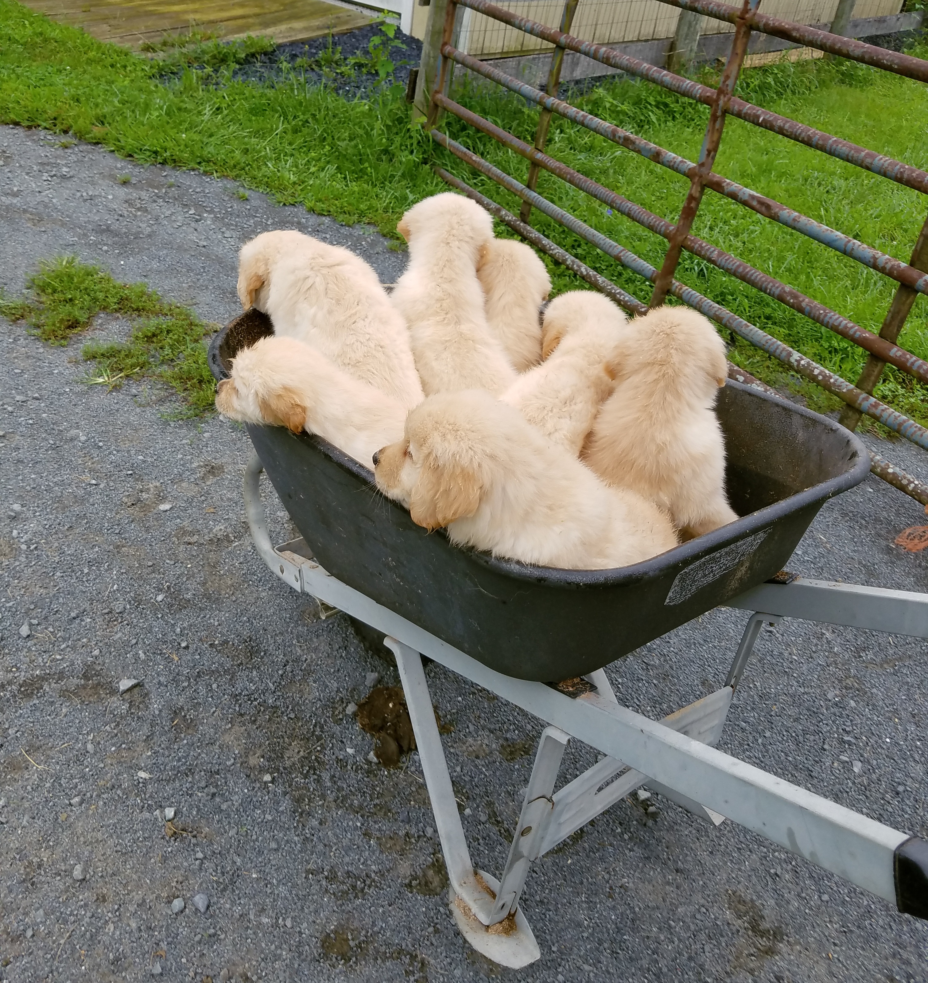 Rolling out to play in the yard